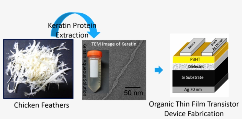 Protein From Chicken Feathers Can Be Used To Make Efficient - Keratin Extraction From Chicken Feathers, transparent png