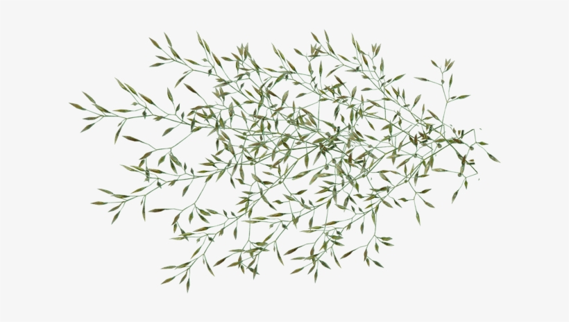 Garden, transparent png