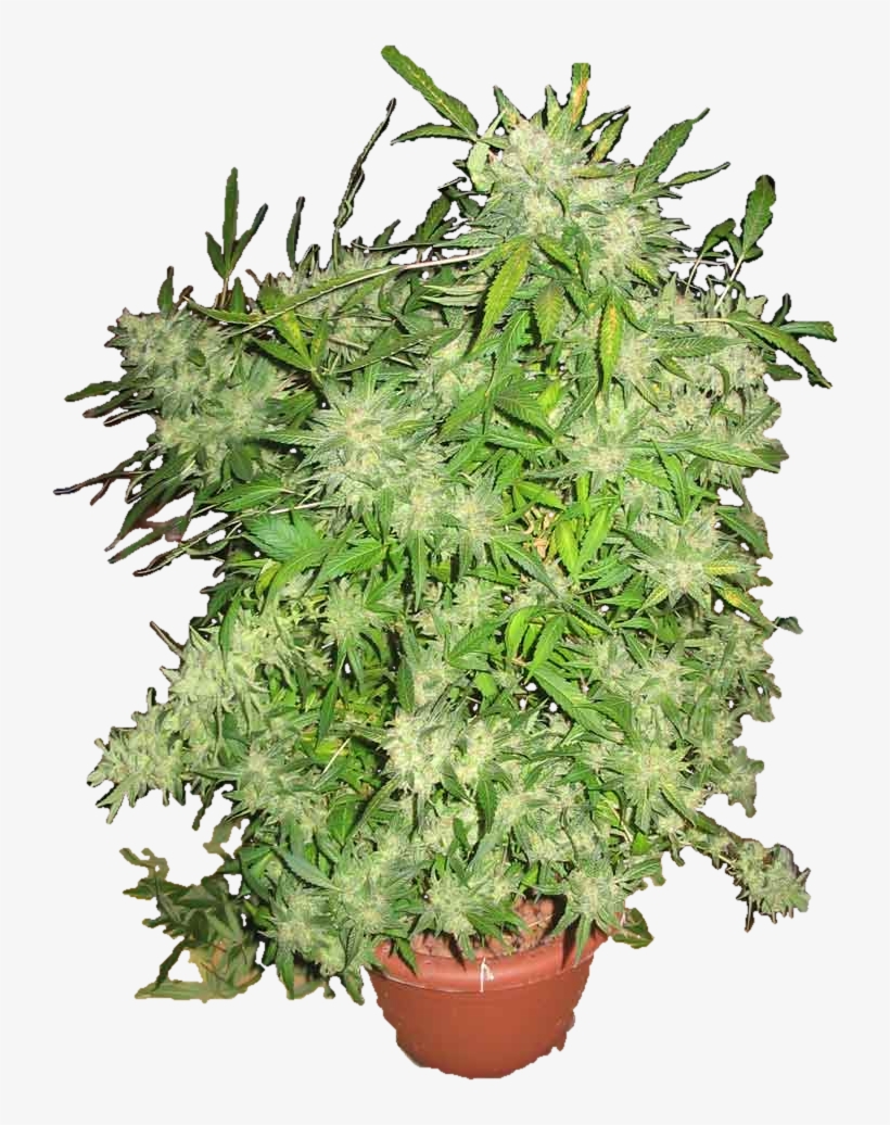Dcouper Un Objet De Larrire Plan Dtourage - Culture Cannabis, transparent png