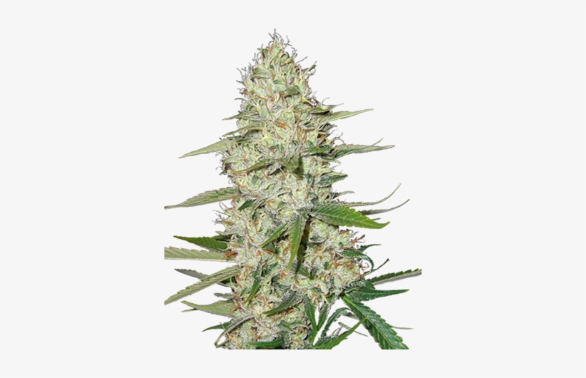 Power Plant Feminized Cannabis Seeds - Weed Plants Png, transparent png