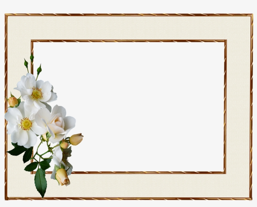 Frame, Gold Edge, White Rose - Wilcom, transparent png