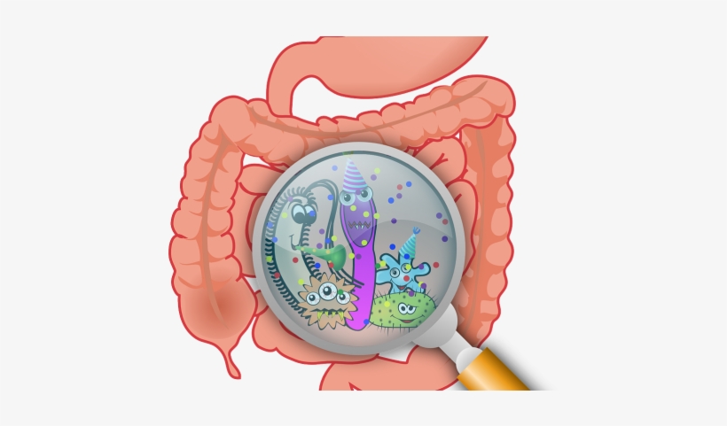 Are Gut Bacteria To Blame For Anxiety, Depression In - Essential Handbook To A Healthy Gut, transparent png