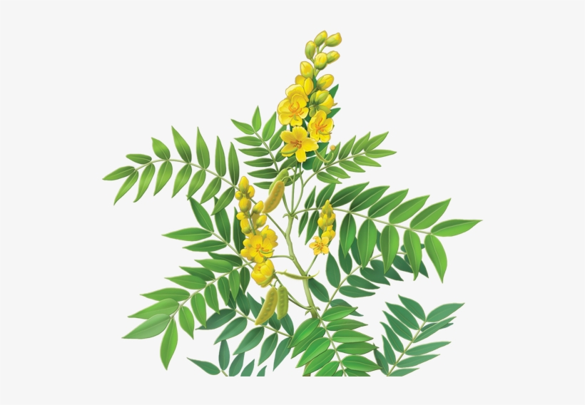 Senna Herbal Supplement - Alvita - Herbal Senna Tea Organic - 24 Tea Bags, transparent png