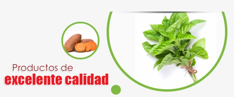 Vegetable, transparent png