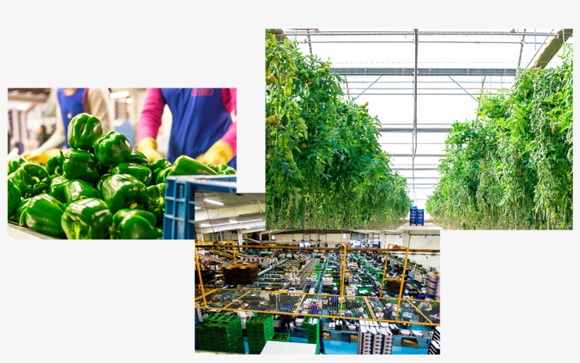 Imágenes Escobi Comercializadora De Frutas Y Verduras - Vegetable, transparent png