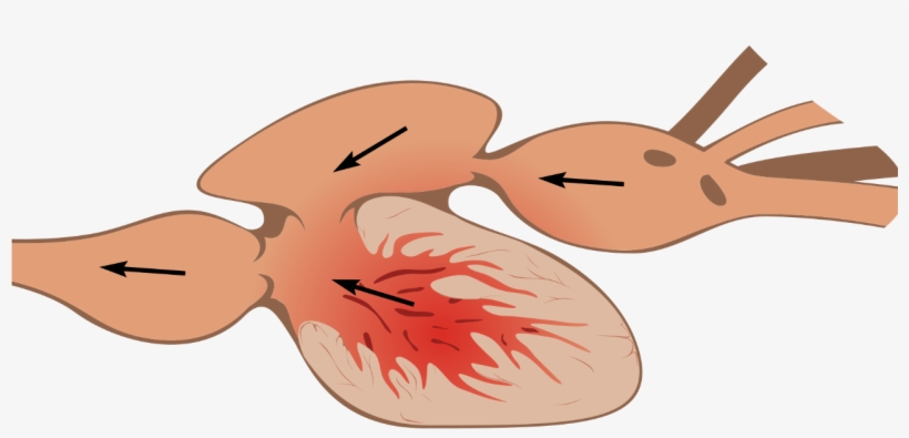 Bony Fish Heart, transparent png