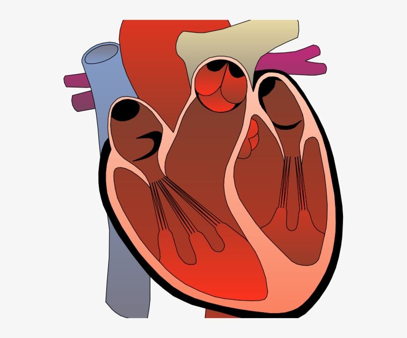 Real Heart - Right Ventricular Outflow Tract Ectopy, transparent png