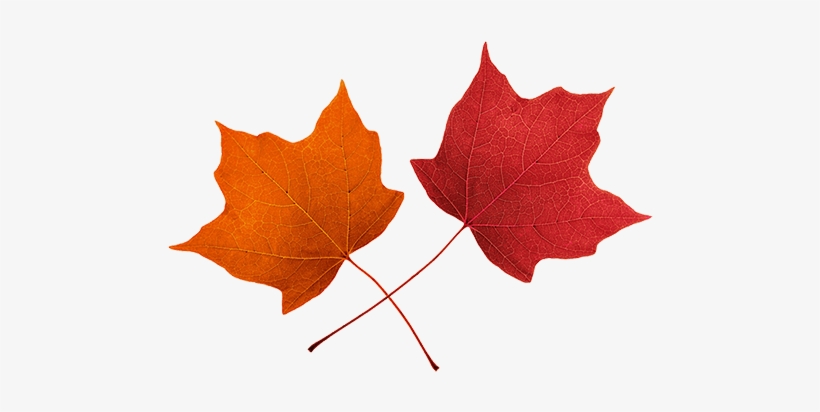 2018 Autumnal Appeal - Fall Leaf Clipart, transparent png