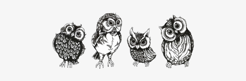 Drawing Art Cute Birds Owls Transparent Cute Owls Owl - Owl Transparent, transparent png