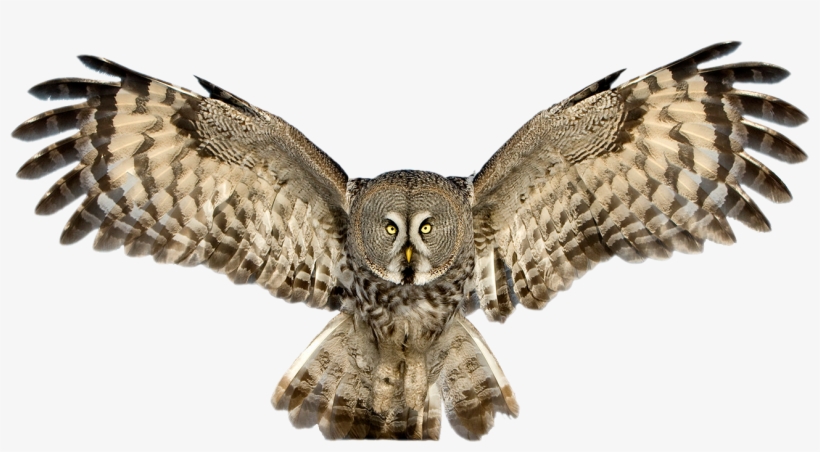 Great Grey Owl Clipart Cute - Owl Png, transparent png