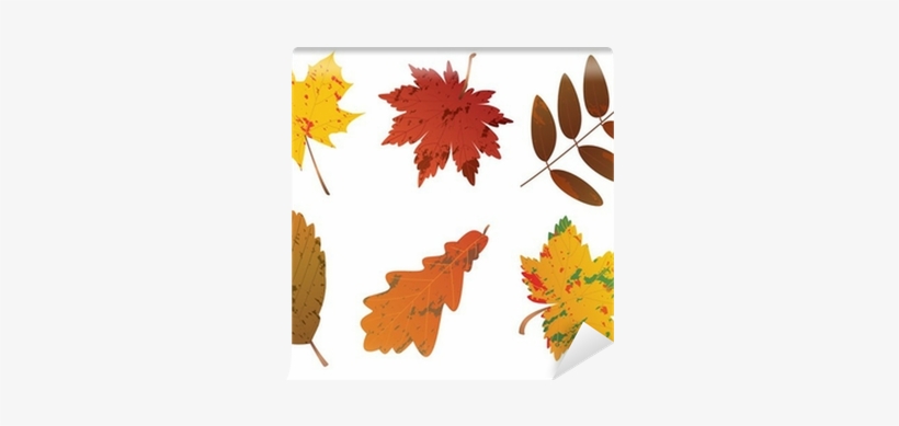 Vector Graphics, transparent png