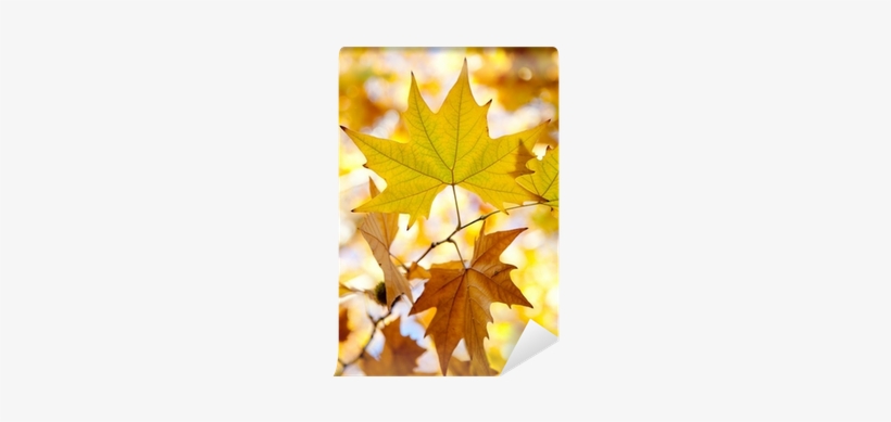 Autumn, transparent png