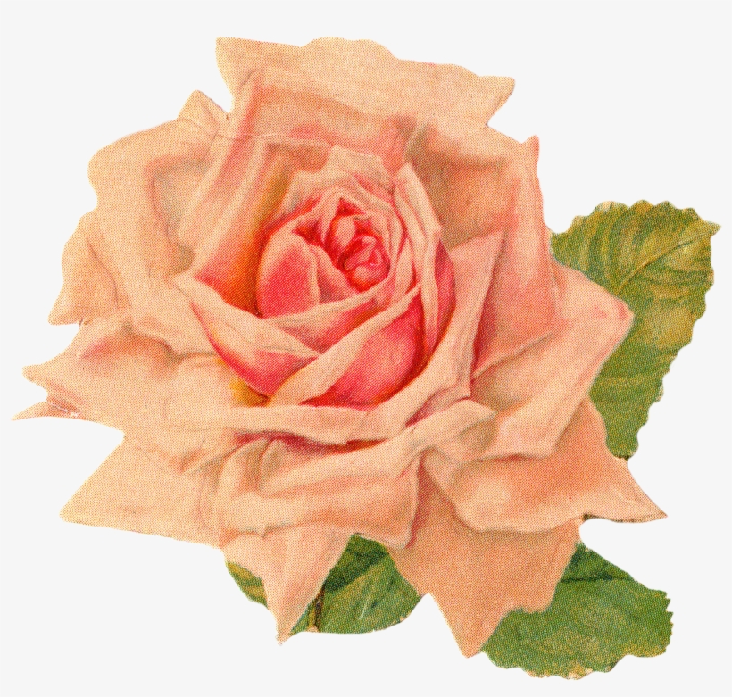 Rose 1 Rose 2 Rose 3 - Orange Vintage Flowers Png, transparent png