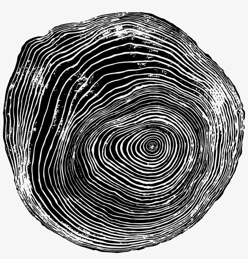 Woodgrain02 - Tree Ring - Elliptical By Blik Surface Graphics Wall, transparent png