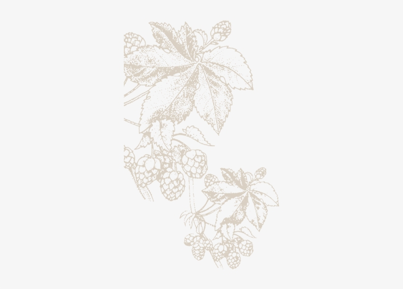 Background-flourish - Drawing, transparent png