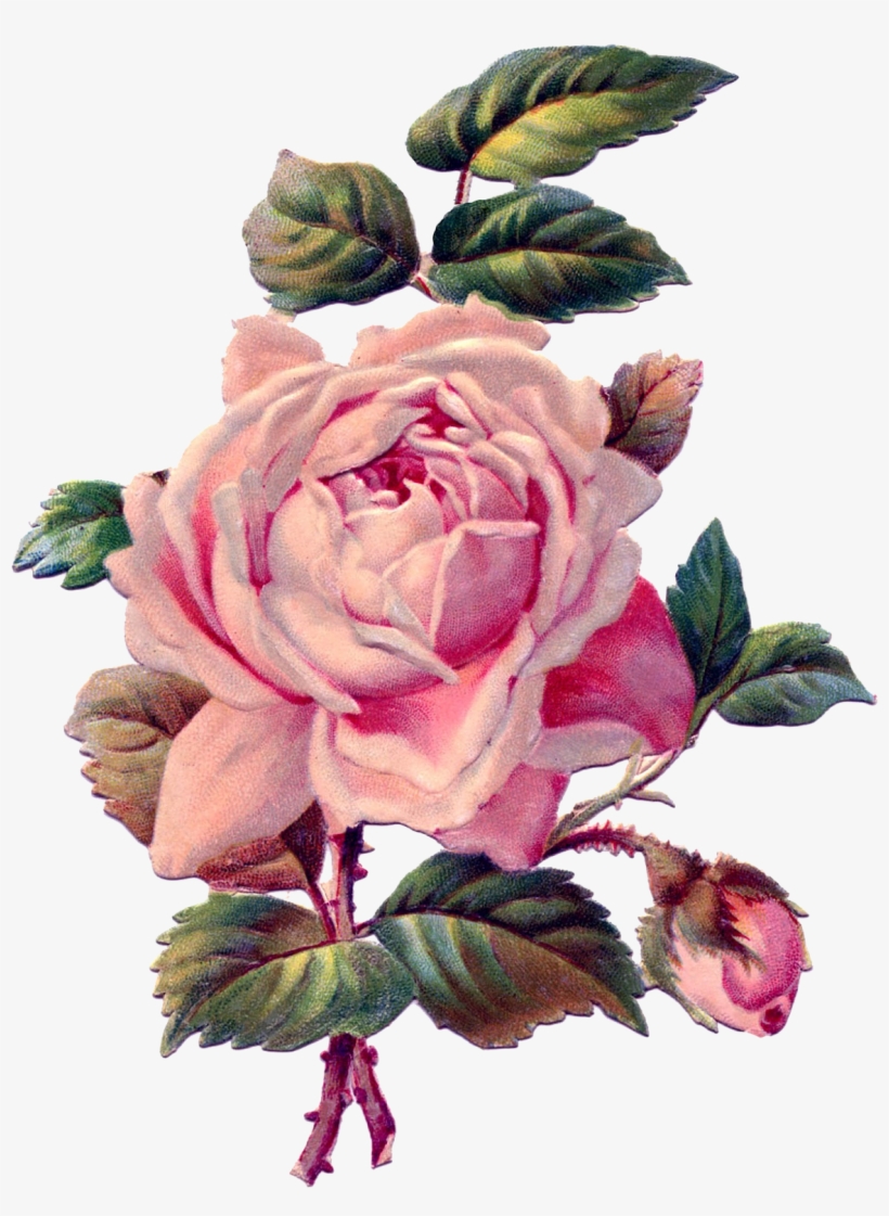 Vintage Roses Png - Rose Drawing Vintage, transparent png