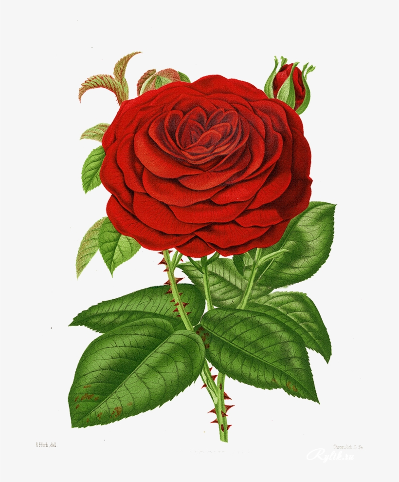 Giclee Painting: Fitch's Grand Mogul Crimson Hybrid, transparent png