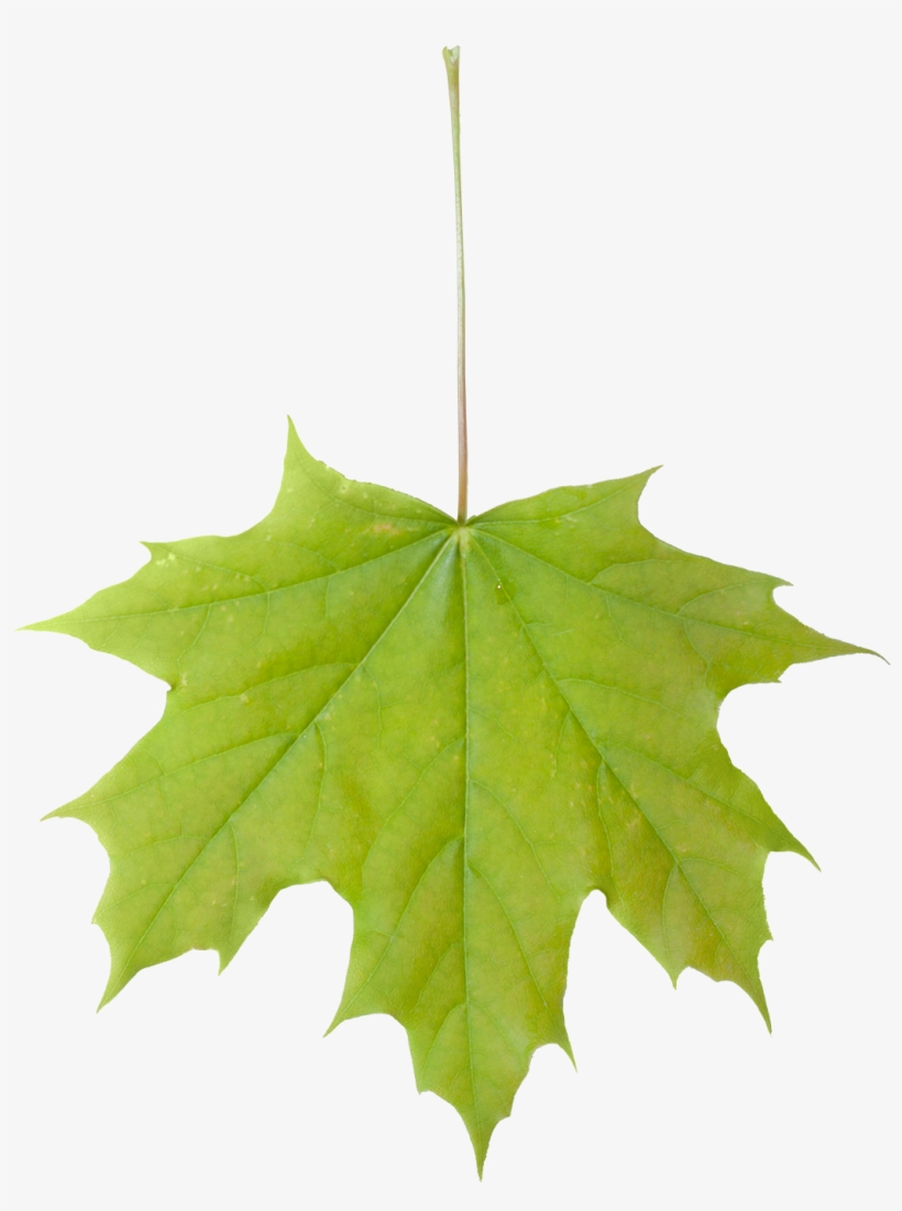 Vegetation Leaf Maple 01 - Maple, transparent png