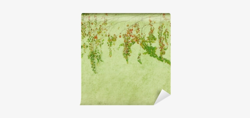 Green Ivy On Old Grunge Antique Paper Texture Wall - Photograph, transparent png