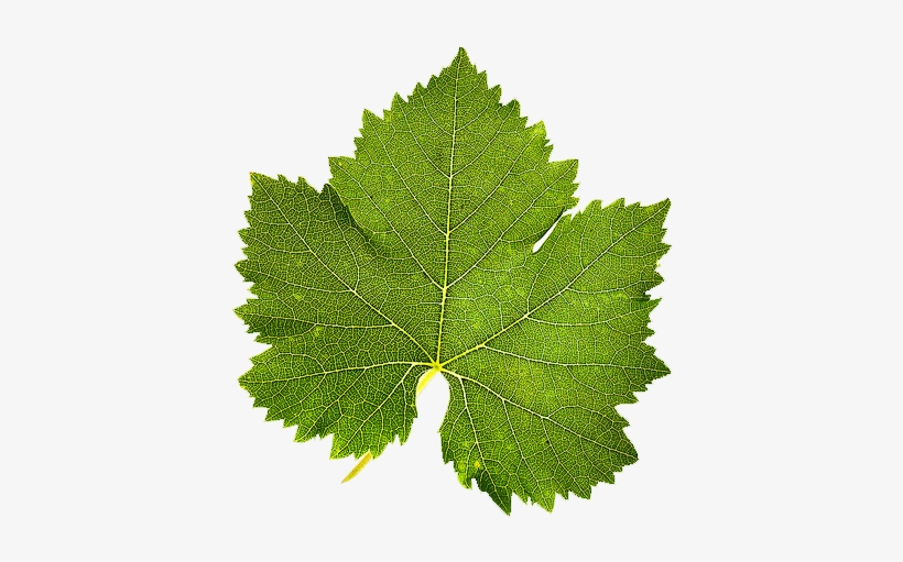 I Have Also Included Versions Of The Leaf Texture And - Asma Yapragi, transparent png