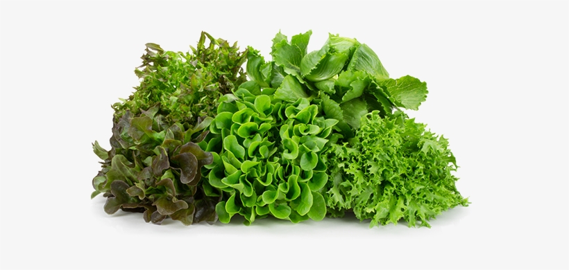 Naked Leaf Living Lettuce Loose Product Shot - Product, transparent png