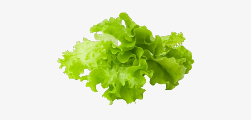 Lettuce Slice Png Clipart Free Stock - Lettuce Hd, transparent png