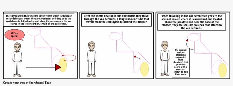 The Sperm Journey - Cartoon, transparent png