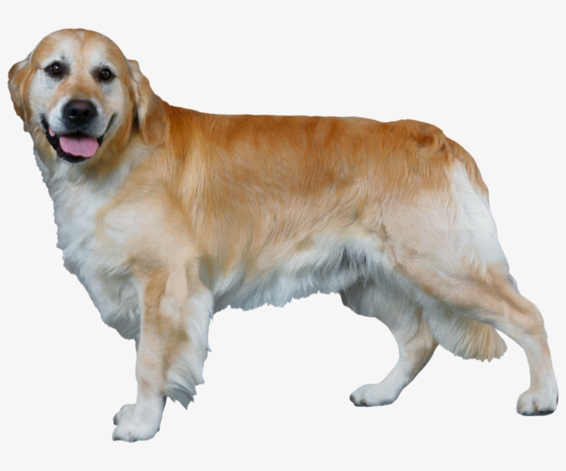 Dog Png, Download Png Image With Transparent Background, - Golden Retriever, transparent png