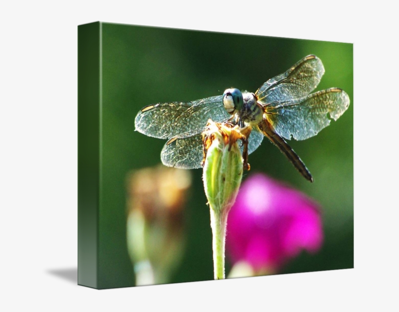 Smiling By Eric Jenkins - Dragonfly, transparent png