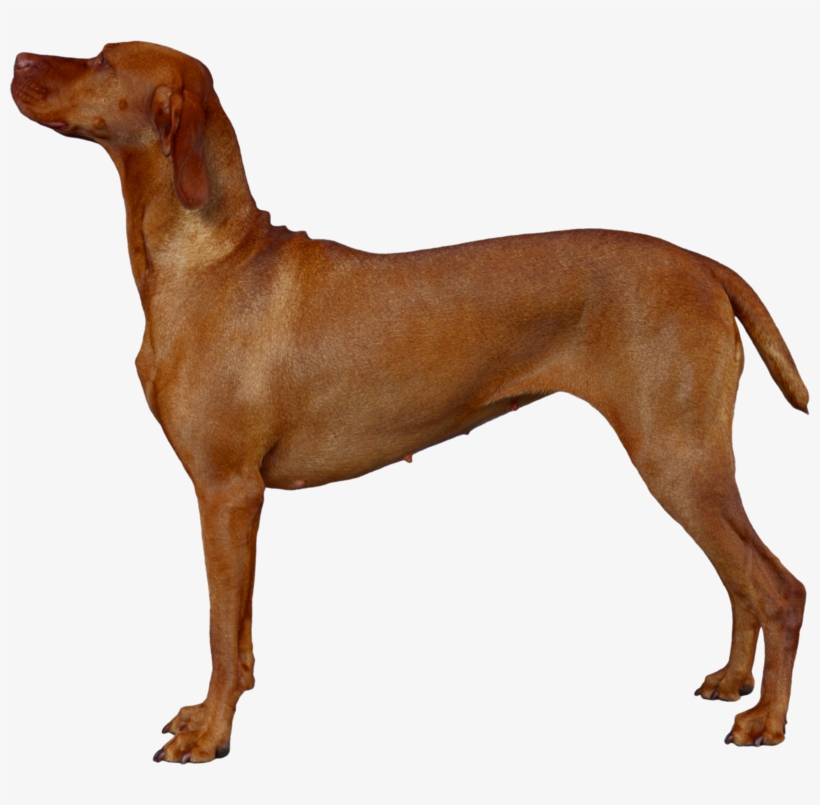 Dog Png, Download Png Image With Transparent Background, - Cão Vizsla, transparent png