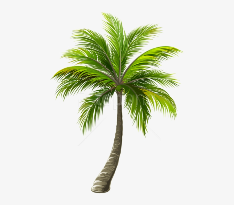 Free Png Download Palm Png Images Background Png Images - Palm Tree Top View Png, transparent png