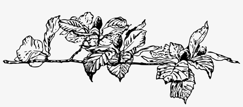 This Free Icons Png Design Of Beech Branch, transparent png