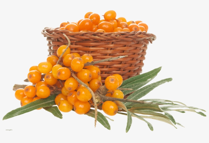 This Png File Is About Shrubs , Sea Buckthorn , Hippophae - Sea Buckthorn Png, transparent png