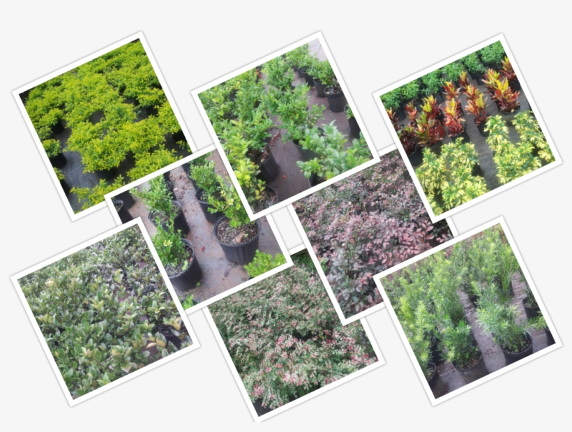 Common Shrubs At Longwood Gardens Nursery And Landscaping, - Botanical Garden, transparent png