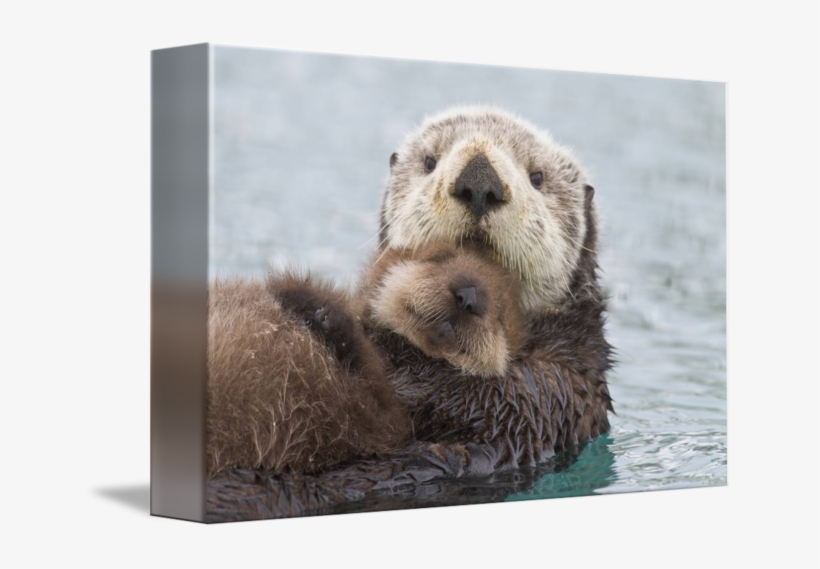 Real Life Zootopia Animals, transparent png