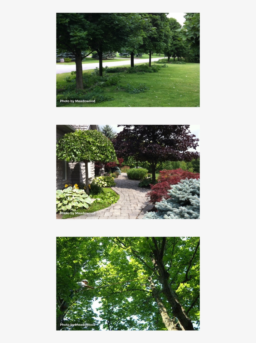 Why Do We Prune - Yard, transparent png