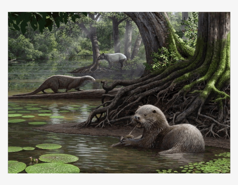 Giant Otter Fossil The Size Of A Wolf Discovered In - Giant Otter Extinct, transparent png