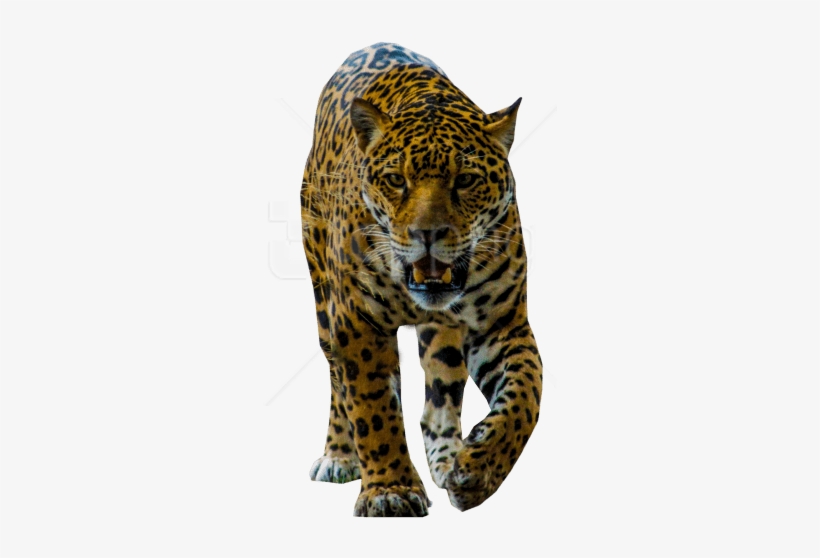 Free Png Jaguar Walking Png Images Transparent - African Leopard, transparent png