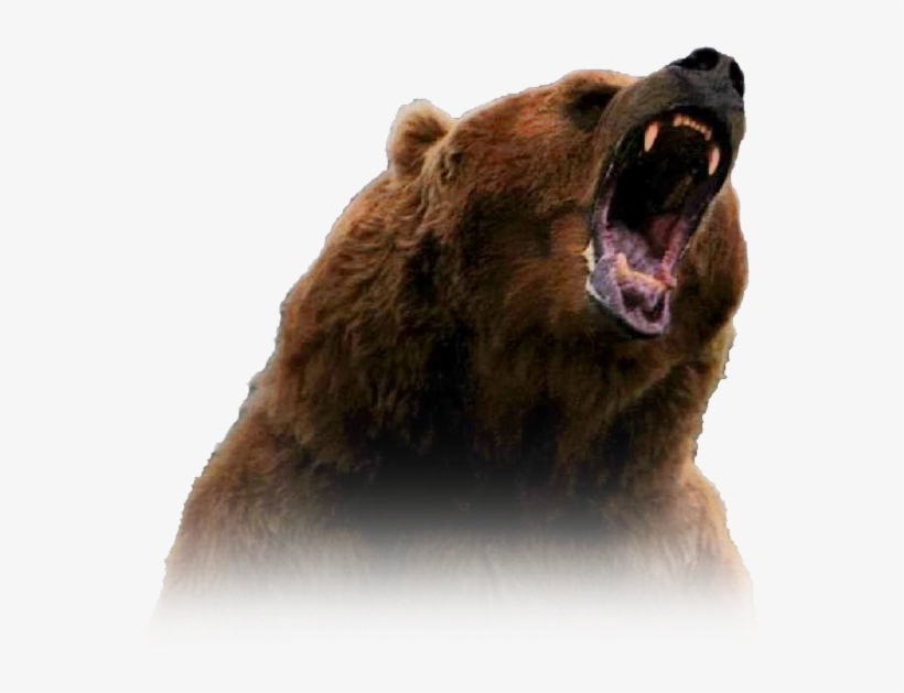 Grizzly Bear, transparent png