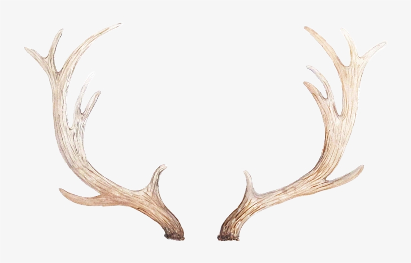 Antlers - Driftwood, transparent png