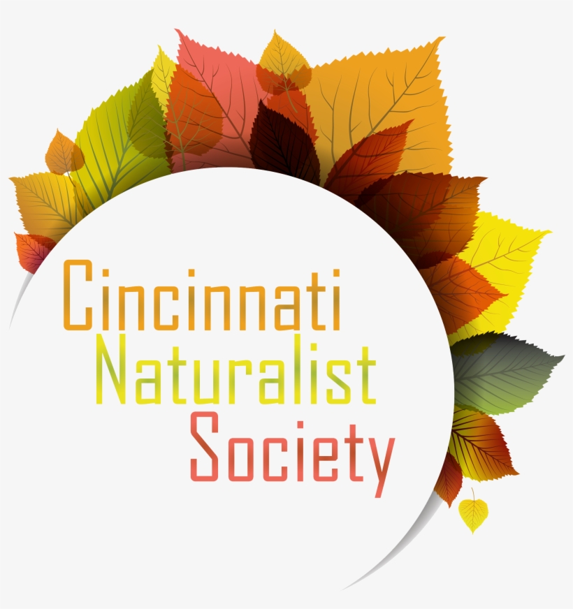 Displaying 19 Gt Images For - Vector Graphics, transparent png