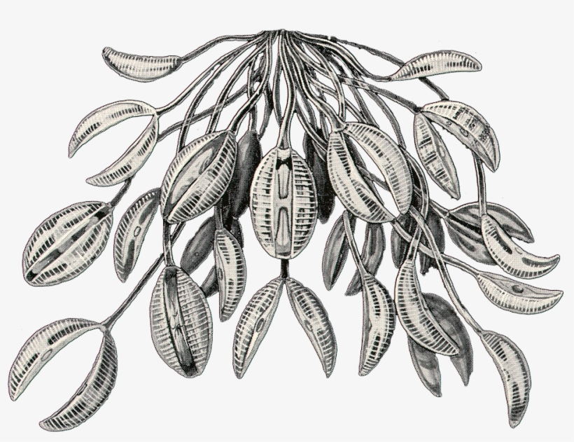 Diatomea/claw Leaves Copy This Work Is Licensed Under - Sketch, transparent png