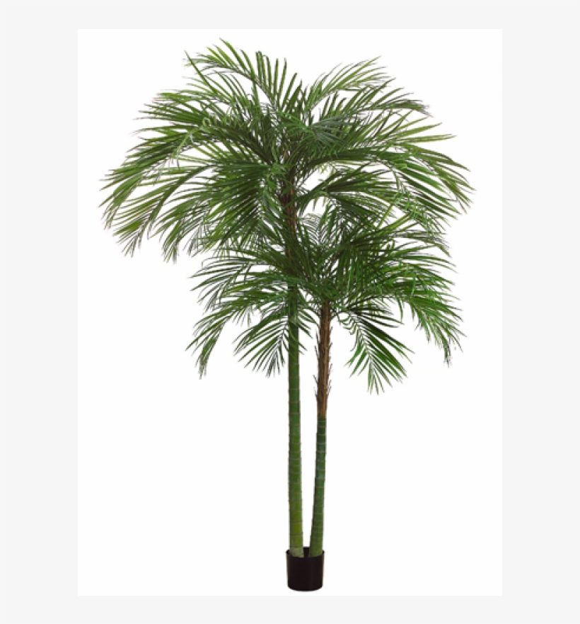 7' Areca Palm Tree X2 With 1692 Leaves In Pot Green - Sabal Palmetto, transparent png