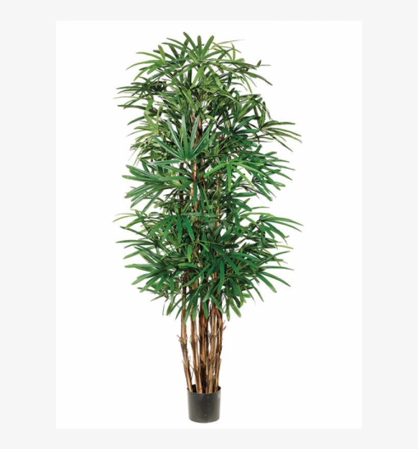 5' Lady Palm Tree X7 With 1003 Leaves In Pot Two Tone - Houseplant, transparent png