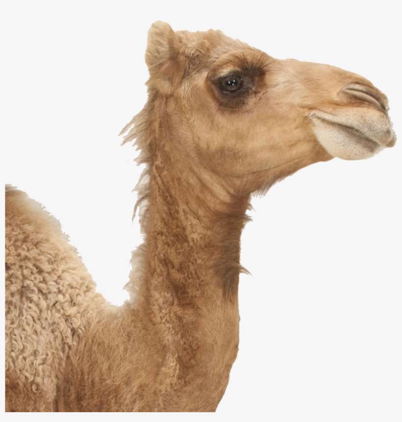 Animals With Long Necks And Big Lips, transparent png