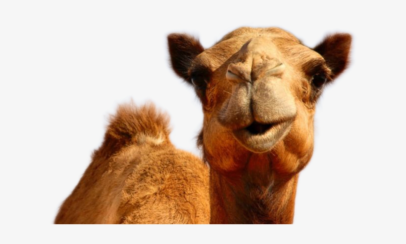 Camel Png Image - Hump Day Pure Romance, transparent png