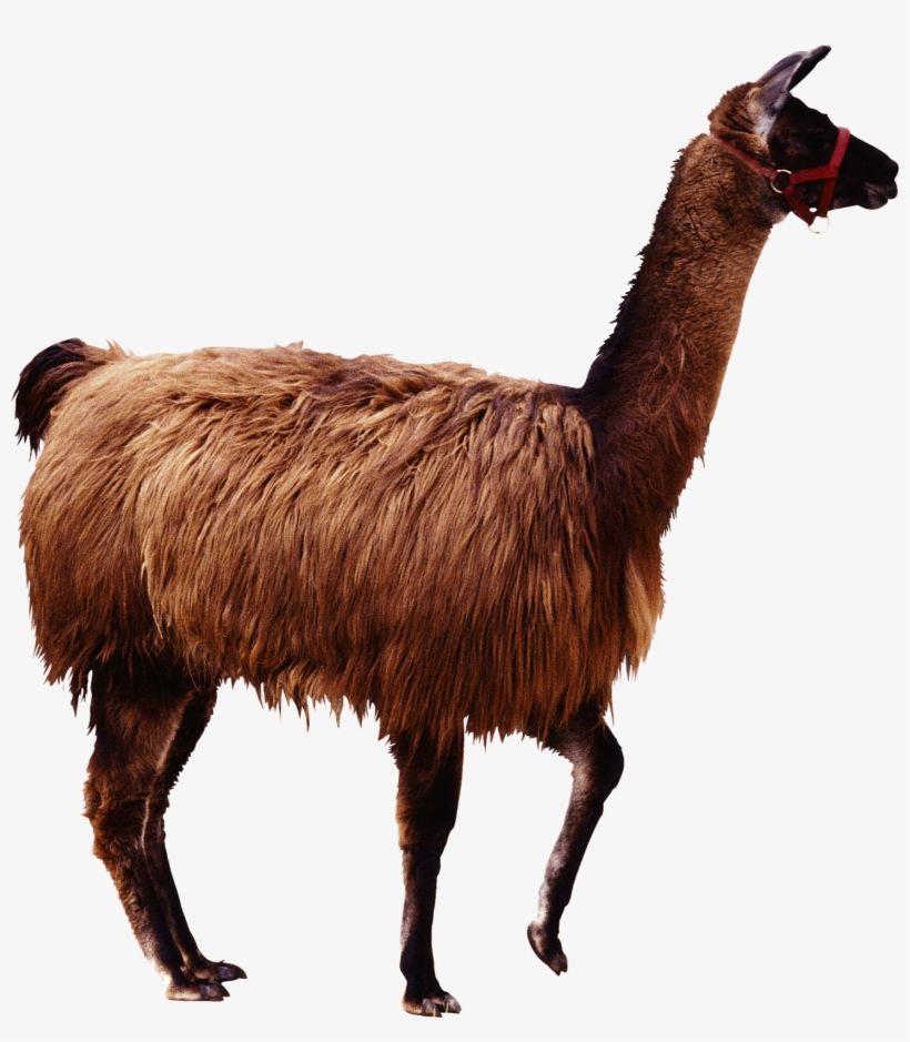 Camel Png Image & Camel Png Clipart Free Download, transparent png