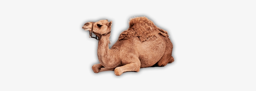 About Us - Arabian Camel, transparent png