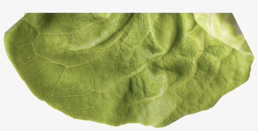 Preview Burger Lettuce Apha - Placemat, transparent png