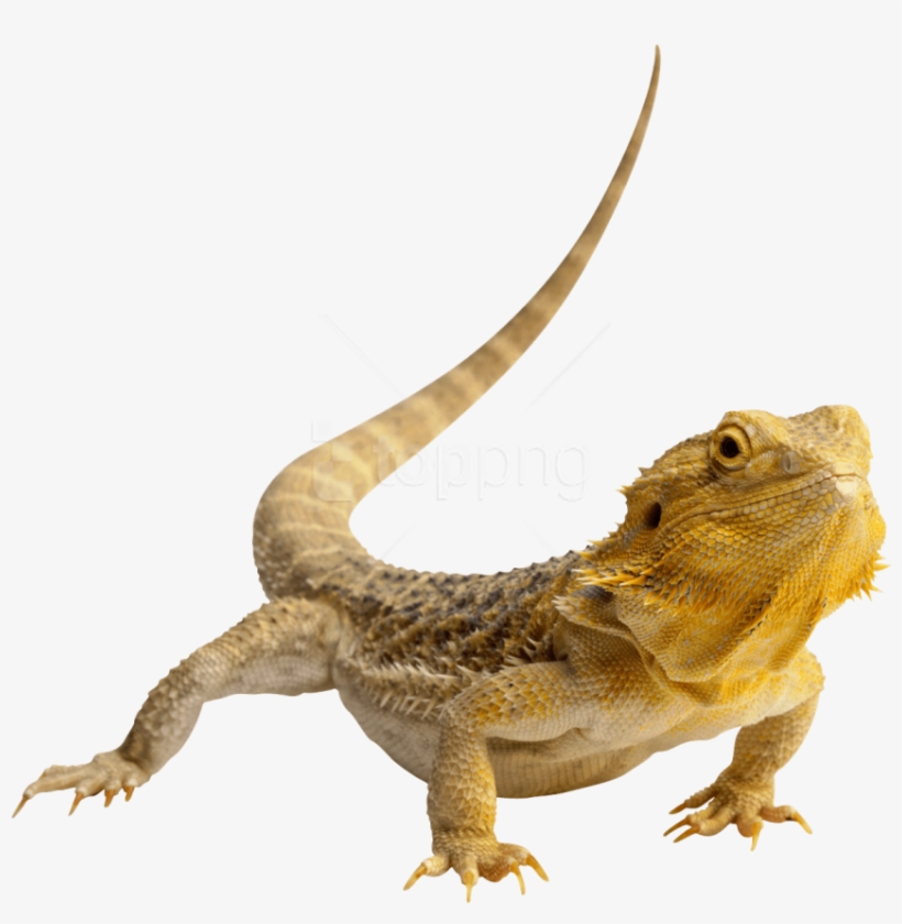 Free Png Download Lizard Photo Png Images Background - Lizard Png, transparent png
